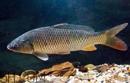 黃河鯉魚主要吃什么？黃河鯉魚和普通鯉魚的區(qū)別