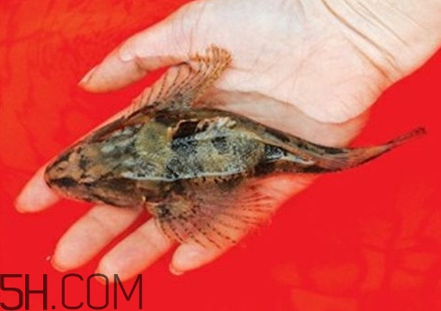 松江鱸魚哪里有？松江鱸魚什么季節(jié)吃最好