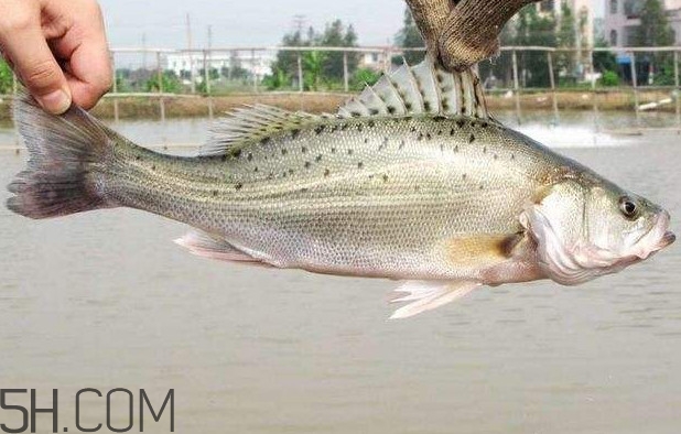 鱸魚有什么功效？鱸魚怎么養(yǎng)才不愛死
