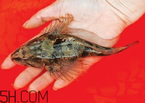 松江鱸魚怎么做？松江鱸魚養(yǎng)殖技術(shù)