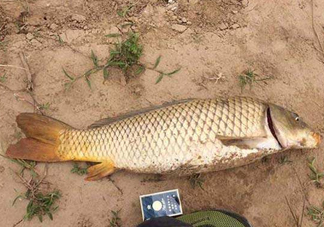 黃河鯉魚主要吃什么？黃河鯉魚和普通鯉魚的區(qū)別