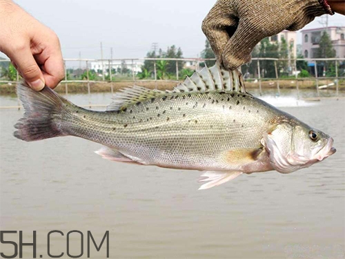 鱸魚蒸幾分鐘最好？河鱸魚和海鱸魚的區(qū)別