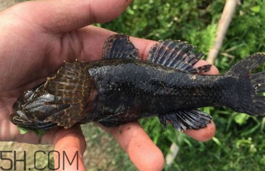 松江鱸魚能長(zhǎng)多大？塘鱧魚和松江鱸魚有什么區(qū)別