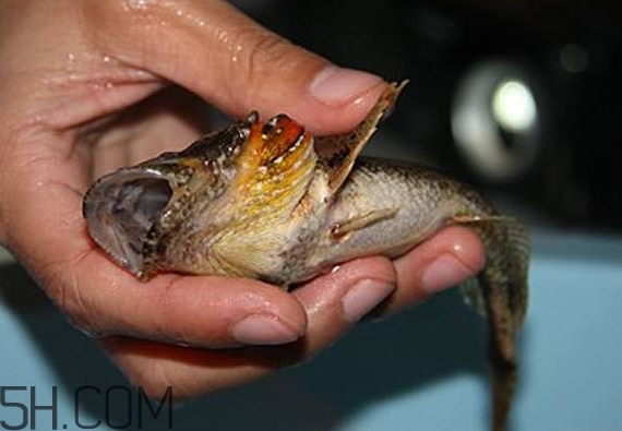 松江鱸魚產(chǎn)地在松江嗎？松江鱸魚是保護(hù)動(dòng)物嗎