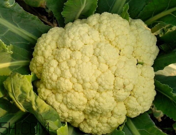 青花菜和花椰菜有什么不同？花椰菜變黃還能吃嗎