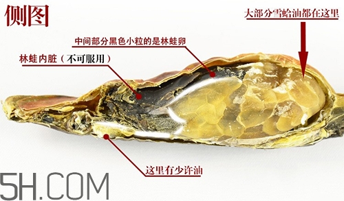 林蛙哪些部位不能吃？林蛙有什么營養(yǎng)