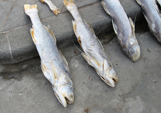 咸魚(yú)真的是一類(lèi)致癌物？咸魚(yú)怎么做好吃