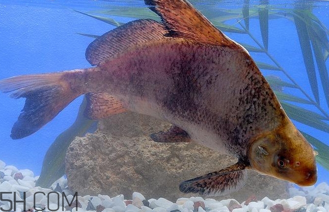 胭脂魚是什么魚？胭脂魚是保護動物嗎