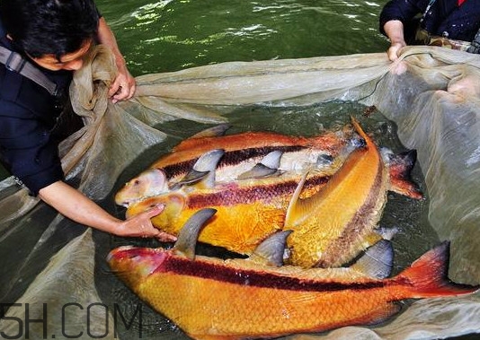 胭脂魚多少錢一斤？胭脂魚怎么做好吃