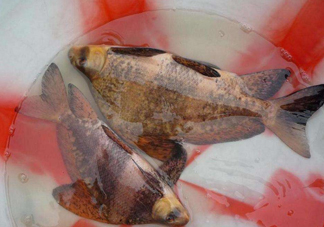 胭脂魚是冷水魚嗎？胭脂魚是熱帶魚嗎
