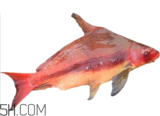 胭脂魚是什么魚？胭脂魚是保護動物嗎