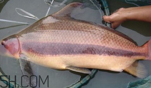 胭脂魚可以吃嗎？胭脂魚好養(yǎng)嗎