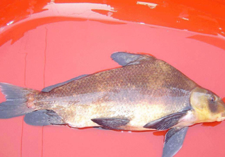 胭脂魚多少錢一斤？胭脂魚怎么做好吃
