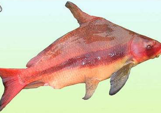 胭脂魚是什么魚？胭脂魚是保護(hù)動(dòng)物嗎