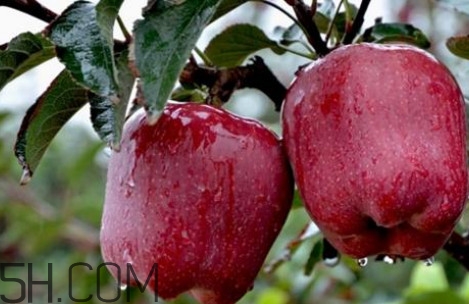 如何鑒別花牛蘋(píng)果？為什么叫花牛蘋(píng)果