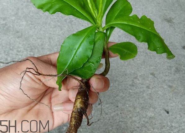 土人參怎么吃？新鮮的土人參多少錢一斤