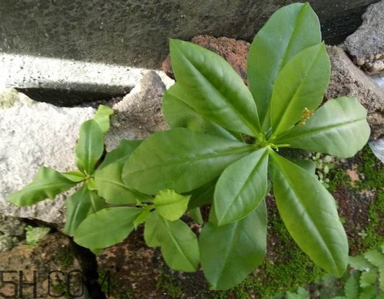 土人參有毒嗎？土人參葉子可以吃嗎？