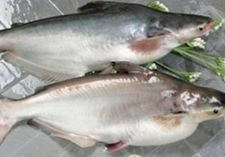 巴沙魚可以生吃嗎？巴沙魚的功效與作用