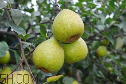 萊陽(yáng)梨怎么催熟？萊陽(yáng)梨汁多少錢(qián)一箱