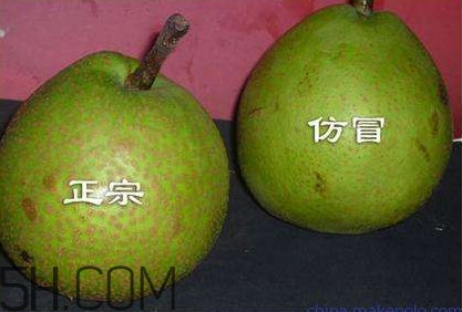 萊陽梨幾月份才會有？正宗萊陽梨哪里能買的到