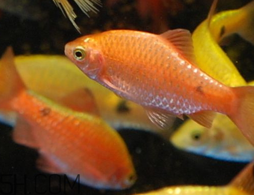 鯽魚(yú)發(fā)紅是什么原因 鯽魚(yú)發(fā)紅能不能吃