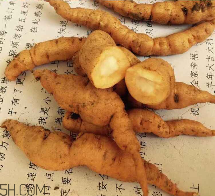鮮地黃是什么？鮮地黃有什么功效？