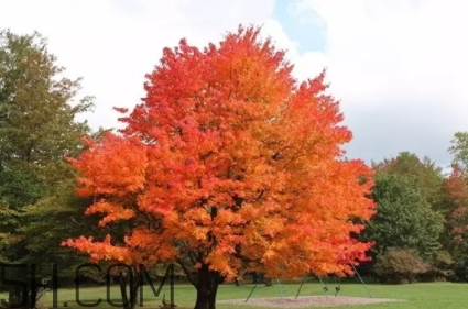楓糖色口紅是什么顏色？楓糖色口紅試色