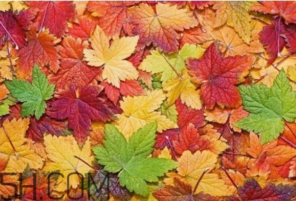 楓糖色口紅是什么顏色？楓糖色口紅試色