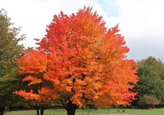 楓糖色口紅哪個(gè)牌子好？楓糖色口紅推薦