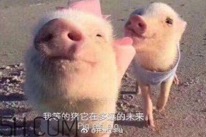 豬精女孩健康養(yǎng)生指南有哪些？豬精女孩健康養(yǎng)生指南是什么？