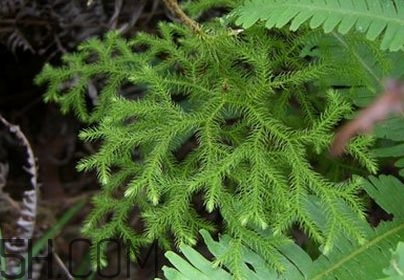 什么是伸筋草？伸筋草的功效與作用是什么？