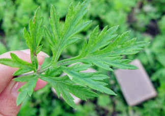 艾葉草洗澡有什么好處？怎么挑選艾葉草？
