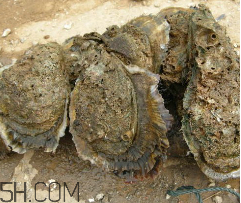 吃生蠔應(yīng)該注意哪些事項？生蠔與牡蠣的區(qū)別