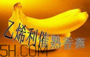 冬天可以吃葡萄嗎？冬天吃葡萄好不好？
