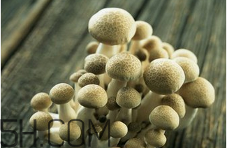 如何判斷生蠔烤熟沒有？生蠔可以和蘑菇一起吃嗎？