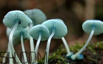 如何判斷生蠔烤熟沒有？生蠔可以和蘑菇一起吃嗎？