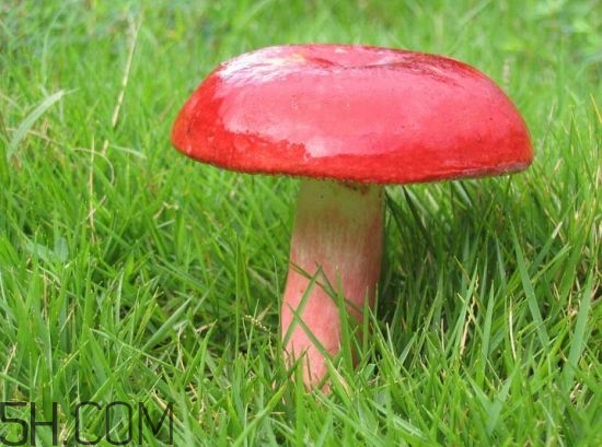 如何鑒別紅菇？紅菇的做法有哪些？