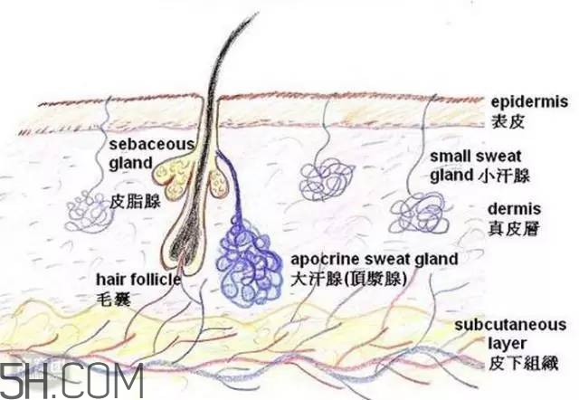 腿毛能刮嗎？腿毛能不能刮？