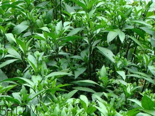 流鼻血喝板藍根有用嗎？什么樣的流鼻血適合喝板藍根？