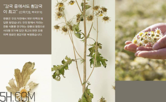 韓律護(hù)膚品怎么樣？韓律全系列介紹