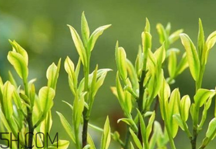 茶樹精油可以直接涂在臉上嗎？茶樹精油的功效與作用？