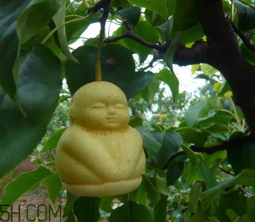 女人吃人參果有哪些好處？人參果的營養(yǎng)價值是什么？