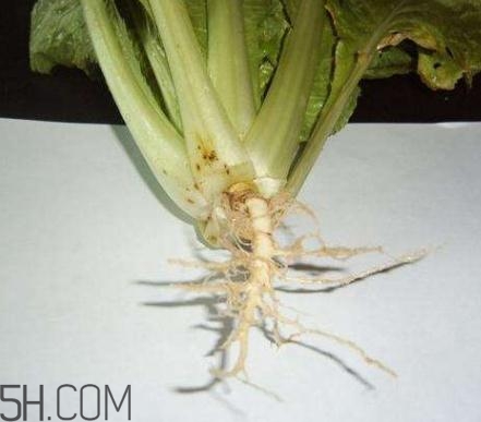 香菜根煮水怎么煮？香菜根煮水喝幾天見效？
