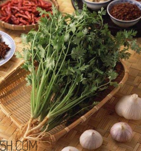 香菜根煮水能減肥嗎？香菜根煮水能天天喝嗎？