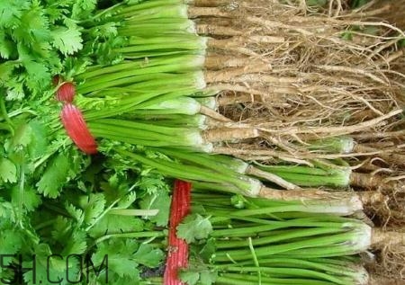 香菜根煮水能治濕疹嗎？香菜根煮水孕婦能喝嗎？