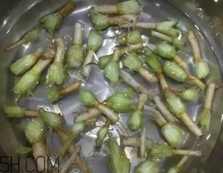 香菜根煮水能治濕疹嗎？香菜根煮水孕婦能喝嗎？