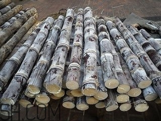 吃完甘蔗多久可以吃柿子？甘蔗和柿子一起吃了怎么辦？