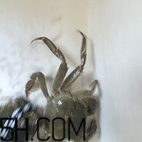 冬天可以吃大閘蟹嗎？冬天怎么吃大閘蟹？