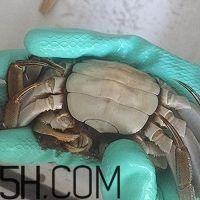 冬天可以吃大閘蟹嗎？冬天怎么吃大閘蟹？