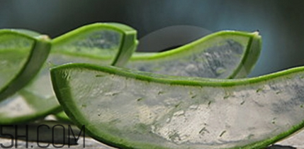 蘆薈膠祛痘效果好嗎？蘆薈膠真的會(huì)祛痘